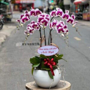 Gia chủ phát tài 04